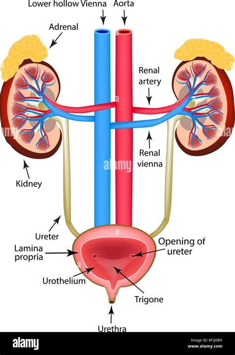 organ of renal system figgerits|Kidneys, ureters & suprarenal glands: Anatomy, location .